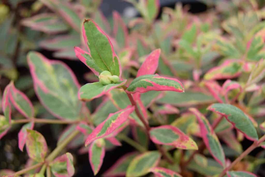 Hypericum x moserianum 'Tricolor' 20-30 cm